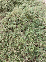 Kallstroemia parviflora