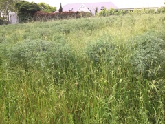 Lupinus angustifolius