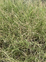 Chloris verticillata
