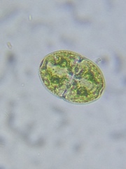 Cosmarium subcucumis