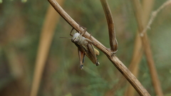 Eyprepocnemis plorans