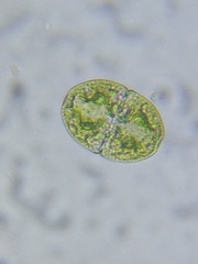 Cosmarium subcucumis