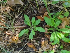 Youngia japonica