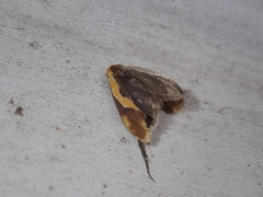 Harpella forficella