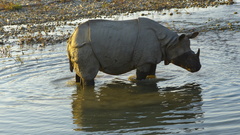 Rhinoceros unicornis