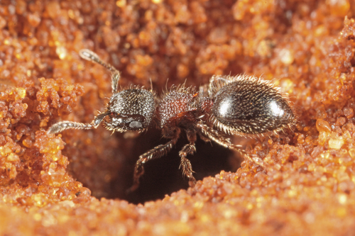 Meranoplus magrettiiMeranoplus magrettii