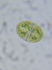 Cosmarium subcucumis