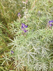 Lupinus angustifolius