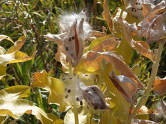 Asclepias speciosa