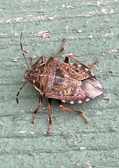 Podisus serieventris