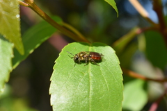 Corynura corinogaster