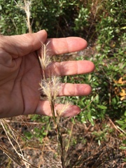 Andropogon ternarius
