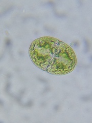 Cosmarium subcucumis