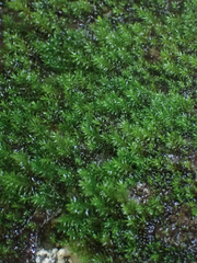 Dichodontium pellucidum