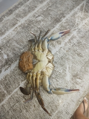 Portunidae