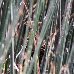 Phleocryptes melanops