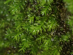 Dichodontium pellucidum