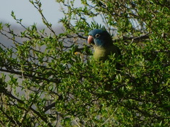 Thectocercus acuticaudatus