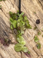 Spirodela polyrhiza