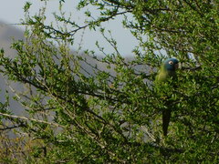 Thectocercus acuticaudatus