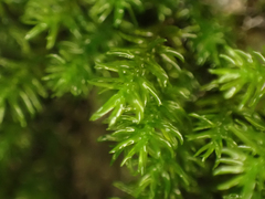 Dichodontium pellucidum