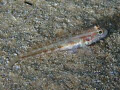 Gobius roulei