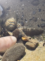 Pomatoschistus microps