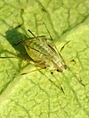 Macrosiphum rosae