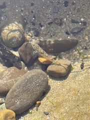 Pomatoschistus microps