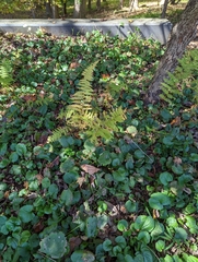 Dennstaedtia punctilobula