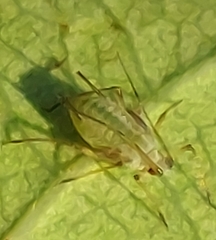 Macrosiphum rosae