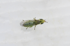 Meromyza pratorum