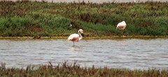 Phoenicopterus chilensis