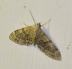 Acasis viretata