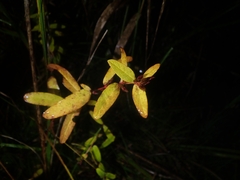 Hypericum fauriei