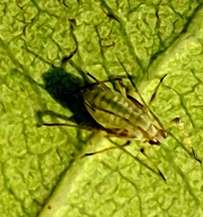 Macrosiphum rosae