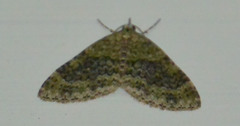 Acasis viretata