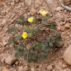 Oxalis pes-caprae sericea