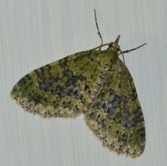 Acasis viretata