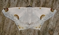 Sericoptera mahometaria