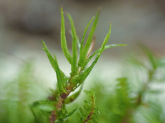 Oligotrichum