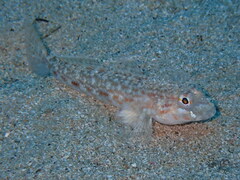 Gobius geniporus