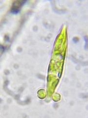 Chlorophyta