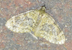 Acasis viretata