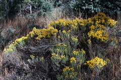 Ericameria laricifolia