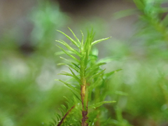 Oligotrichum