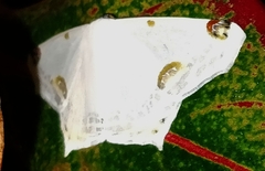 Sericoptera mahometaria