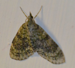 Acasis viretata