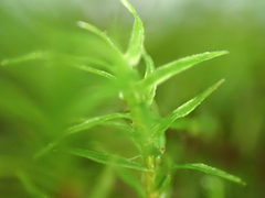 Oligotrichum