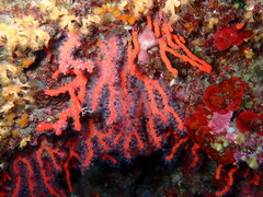 Corallium rubrum